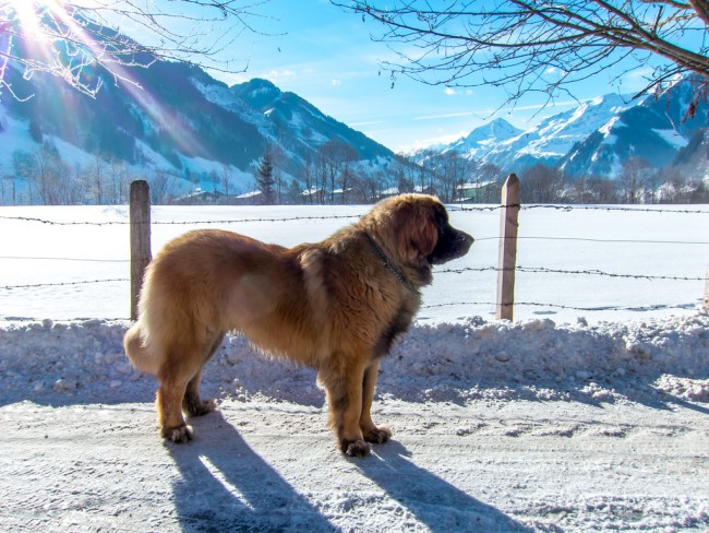 rauris-20150203-018-xl.jpg