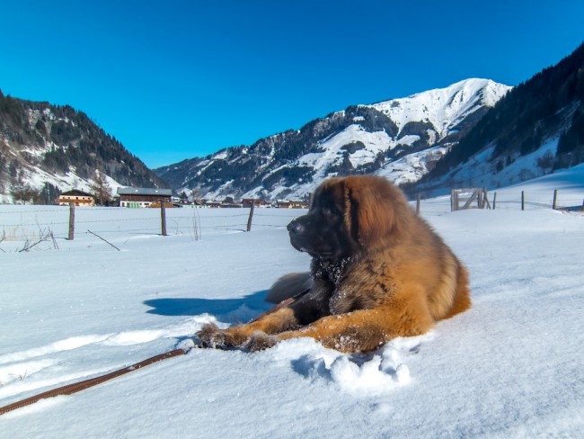 rauris-20150203-029-xl.jpg
