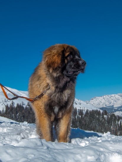 rauris-20150204-068-xl.jpg